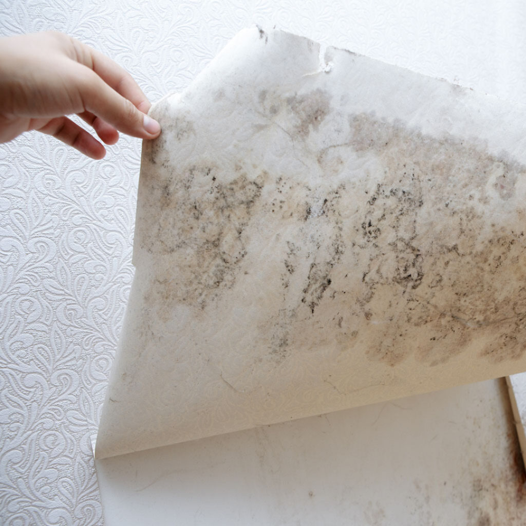 mold