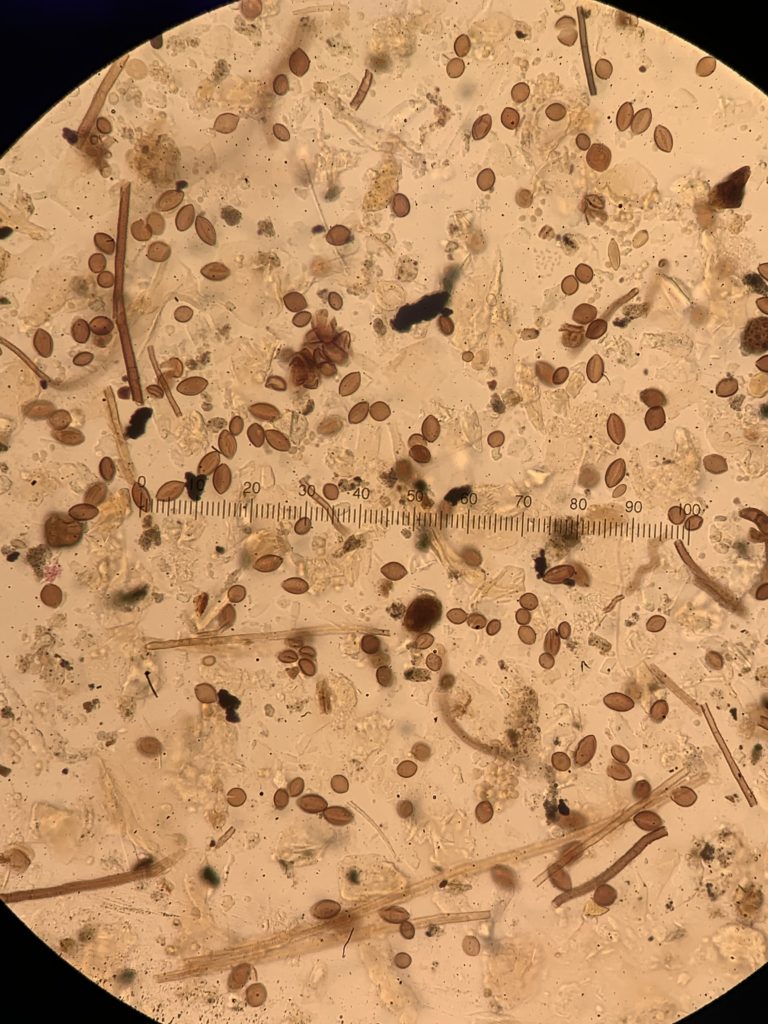 Mold spores